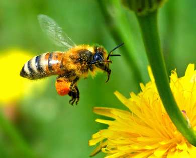 Vanishing of the Bees movies in Australia